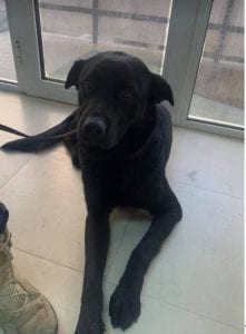 Rufus a black Romanian rescue dog | 1 Dog at a Time Rescue UK