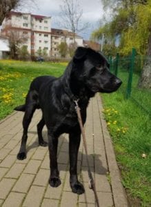 Rufus a black Romanian rescue dog | 1 Dog at a Time Rescue UK