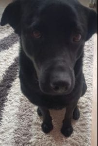 Rufus a black Romanian rescue dog | 1 Dog at a Time Rescue UK