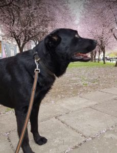 Rufus a black Romanian rescue dog | 1 Dog at a Time Rescue UK