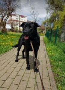 Rufus a black Romanian rescue dog | 1 Dog at a Time Rescue UK