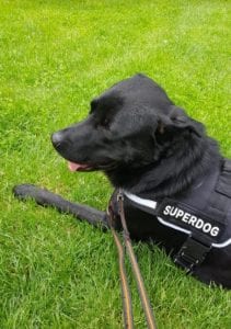 Rufus a black Romanian rescue dog | 1 Dog at a Time Rescue UK