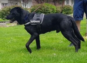 Rufus a black Romanian rescue dog | 1 Dog at a Time Rescue UK