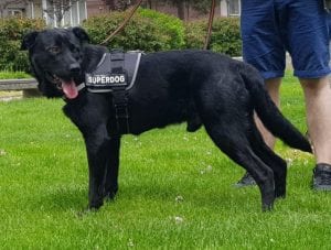Rufus a black Romanian rescue dog | 1 Dog at a Time Rescue UK