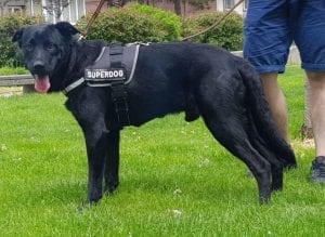 Rufus a black Romanian rescue dog | 1 Dog at a Time Rescue UK