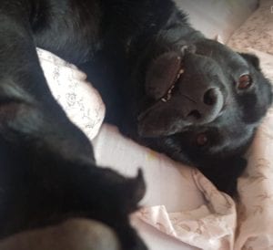 Rufus a black Romanian rescue dog | 1 Dog at a Time Rescue UK