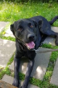 Rufus a black Romanian rescue dog | 1 Dog at a Time Rescue UK