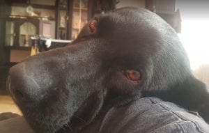 Rufus a black Romanian rescue dog | 1 Dog at a Time Rescue UK