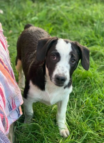 Sadie a black and white Romanian rescue dog | 1 Dog at a Time Rescue UK