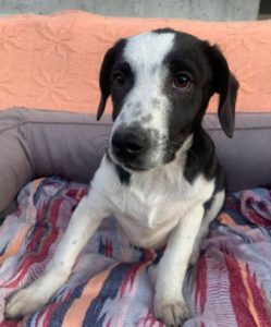 Sadie a black and white Romanian rescue dog | 1 Dog at a Time Rescue UK