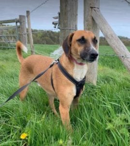 Spencer a tan Romanian rescue dog | 1 Dog at a Time Rescue UK