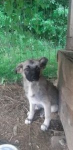 Sunshine a black and faun Romanian rescue dog | 1 Dog at a Time Rescue UK