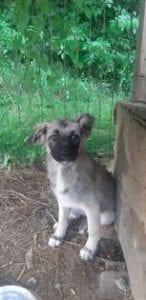 Sunshine a black and faun Romanian rescue dog | 1 Dog at a Time Rescue UK