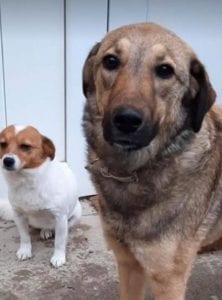 Tessa a faun coloured Romanian rescue dog | 1 Dog at a Time Rescue UK
