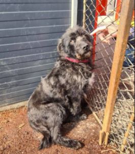 Trudi a black Romanian rescue dog | 1 Dog at a Time Rescue UK