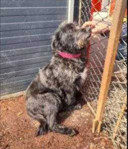 Trudi a black Romanian rescue dog | 1 Dog at a Time Rescue UK