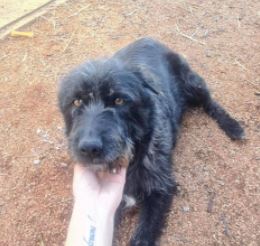 Trudi a black Romanian rescue dog | 1 Dog at a Time Rescue UK