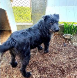 Trudi a black Romanian rescue dog | 1 Dog at a Time Rescue UK