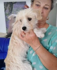 Zoe a light coloured Romanian rescue dog | 1 Dog at a Time Rescue UK