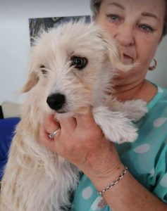 Zoe a light coloured Romanian rescue dog | 1 Dog at a Time Rescue UK