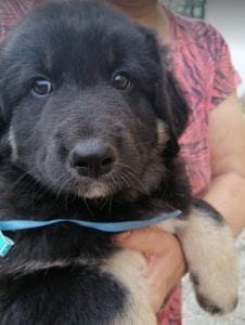 Angus a black and faun Romanian rescue puppy | 1 Dog at a Time Rescue UK