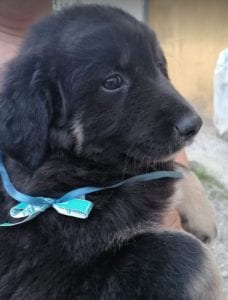 Angus a black and faun Romanian rescue puppy | 1 Dog at a Time Rescue UK