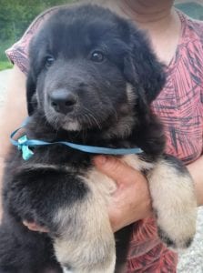 Angus a black and faun Romanian rescue puppy | 1 Dog at a Time Rescue UK