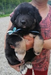 Angus a black and faun Romanian rescue puppy | 1 Dog at a Time Rescue UK