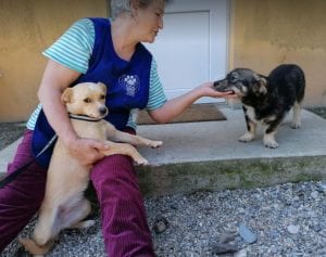 Barney a brindle coloured Romanian rescue dog | 1 Dog at a Time Rescue UK