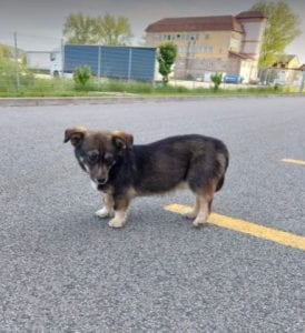 Barney a brindle coloured Romanian rescue dog | 1 Dog at a Time Rescue UK