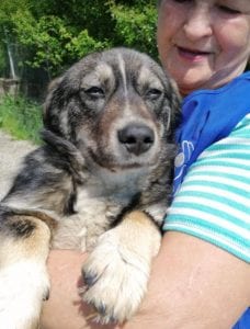 Barney a brindle coloured Romanian rescue dog | 1 Dog at a Time Rescue UK