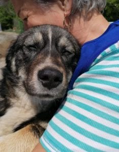 Barney a brindle coloured Romanian rescue dog | 1 Dog at a Time Rescue UK