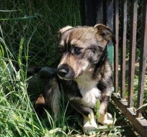 Barney a brindle coloured Romanian rescue dog | 1 Dog at a Time Rescue UK