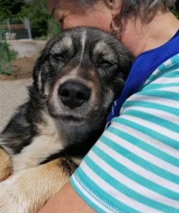 Barney a brindle coloured Romanian rescue dog | 1 Dog at a Time Rescue UK