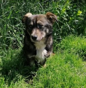 Barney a brindle coloured Romanian rescue dog | 1 Dog at a Time Rescue UK