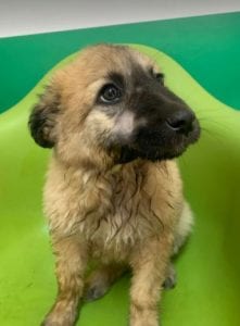 Cayci a fawn coloured Romanian rescue puppy | 1 Dog at a Time Rescue UK