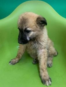 Cayci a fawn coloured Romanian rescue puppy | 1 Dog at a Time Rescue UK