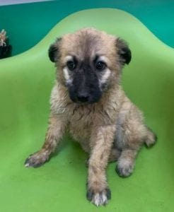 Cayci a fawn coloured Romanian rescue puppy | 1 Dog at a Time Rescue UK
