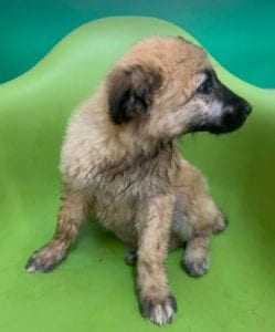 Cayci a fawn coloured Romanian rescue puppy | 1 Dog at a Time Rescue UK