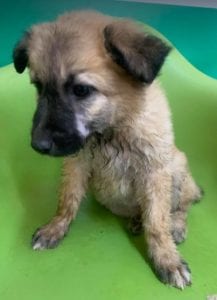 Cayci a fawn coloured Romanian rescue puppy | 1 Dog at a Time Rescue UK