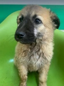 Cayci a fawn coloured Romanian rescue puppy | 1 Dog at a Time Rescue UK