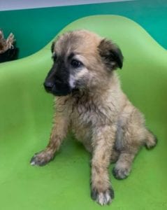Cayci a fawn coloured Romanian rescue puppy | 1 Dog at a Time Rescue UK