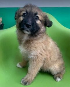 Charley a fawn coloured Romanian rescue puppy | 1 Dog at a Time Rescue UK