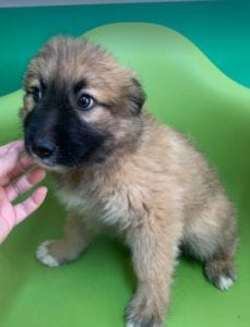Charley a fawn coloured Romanian rescue puppy | 1 Dog at a Time Rescue UK