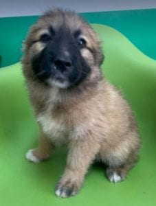 Charley a fawn coloured Romanian rescue puppy | 1 Dog at a Time Rescue UK