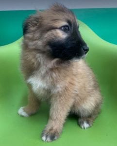 Charley a fawn coloured Romanian rescue puppy | 1 Dog at a Time Rescue UK