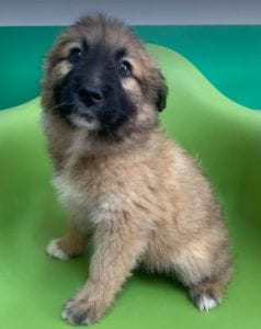 Charley a fawn coloured Romanian rescue puppy | 1 Dog at a Time Rescue UK