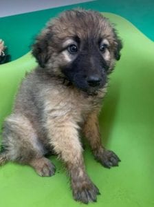 Chester a fawn coloured Romanian rescue puppy | 1 Dog at a Time Rescue UK