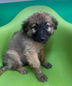 Chester a fawn coloured Romanian rescue puppy | 1 Dog at a Time Rescue UK