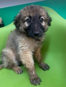 Chester a fawn coloured Romanian rescue puppy | 1 Dog at a Time Rescue UK